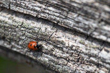 ladybug on a wooden background