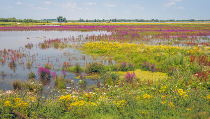 Color palette of flowering wild plants in a flooded part of the Noordwaard polder adjacent to the De Biesbosch National Park in the Dutch province of North Brabant. - obrazy, fototapety, plakaty