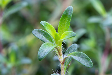 Thyme lemonade (Thymus x citriodorus 'Cascata™ Lemonade) herb plant