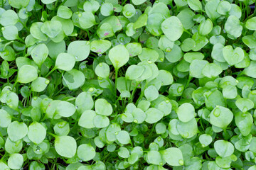 winter purslane (Claytonia perfoliata Indian lettuce  spring beauty
