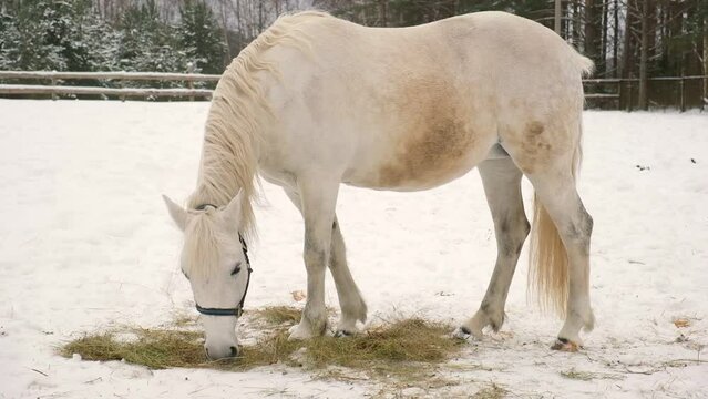 White Horse eating hay in the paddock in winter. Snow covered pine Forest background. Winter Pasture. A hungry horse walking in snow, finding grass to eat on frozen ground.