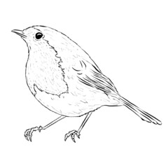 Robin Bird Line Art Logo that is Pencil Drawn on White Background