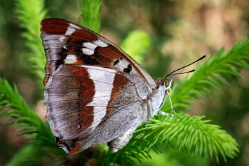 butterfly on a green leaf