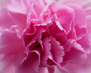 Delicate pink petals of a blooming carnation bud.