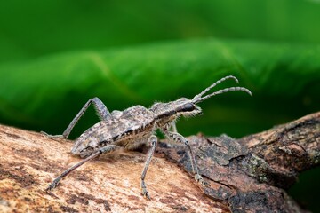 macro shot of a bug