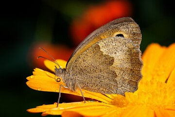 Fototapeta premium butterfly on a flower