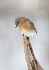 bluebird in snow