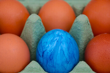 Blue egg in a cardboard package with yellow eggs.
