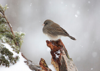 junco in snow