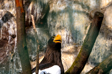 A beautiful eagle sits on a tree in the park. Bird of prey. Eagle.