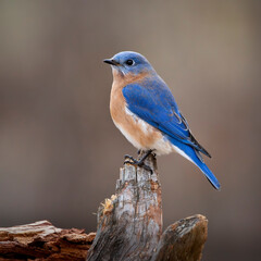 bluebird in winter