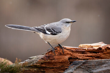 mockingbird