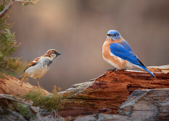 bluebird