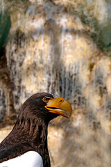 Close-up of an eagle. Bird of prey, eagle.