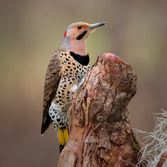 northern flicker