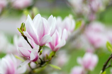 Obraz na płótnie Canvas Pink blooming magnolia flowers on a bright sunny day. Close-up.