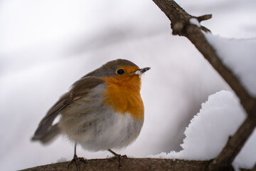 robin on snow