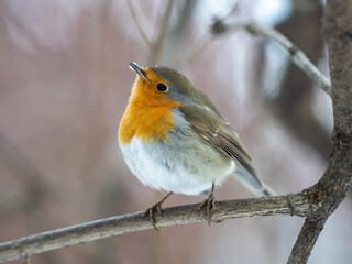 robin on a branch