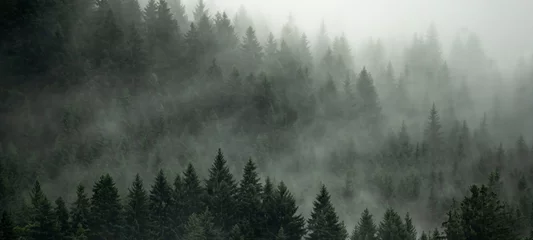 Poster Im Rahmen Erstaunliche mystische aufsteigende Nebelwaldlandschaft im Schwarzwald (Schwarzwald) Deutschland-Panorama-Banner. - dunkle Stimmung © Corri Seizinger