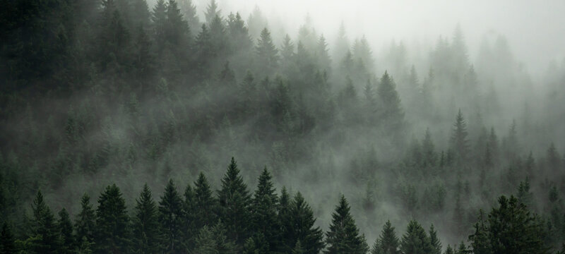 Fototapeta Amazing mystical rising fog forest trees landscape in black forest ( Schwarzwald ) Germany panorama banner .- dark mood