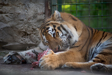 Naklejka premium Bengal tiger. The Bengal tiger population is the largest. It is the national animal of the state of Bangladesh - historical Bengal. 