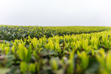 green tea fields