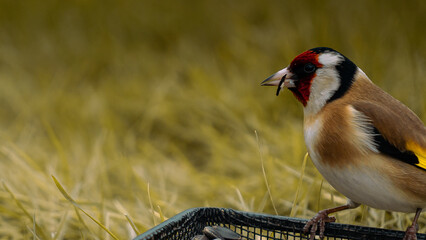 Mangeoire chardonneret élégant