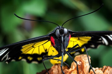 butterfly on a leaf