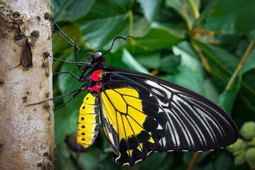 butterfly on a leaf