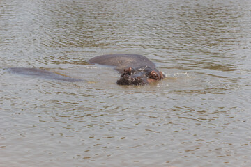 hippopotamus in water