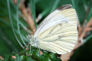 butterfly on a flower