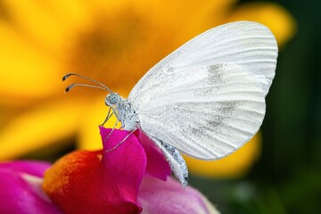 butterfly on flower