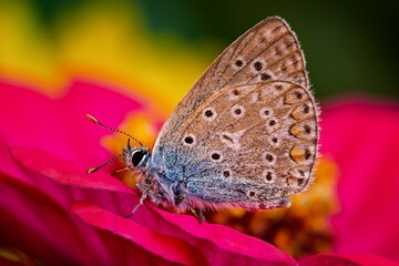 butterfly on flower