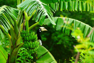 Obraz premium Oriental pied Hornbill perched on a banana tree