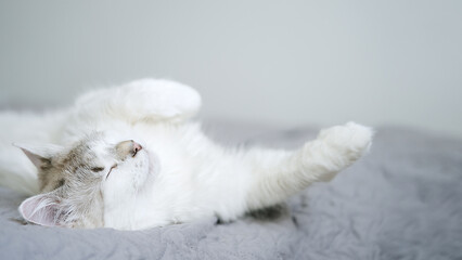 Cute white cat lying in bed. Fluffy pet comfortably settled to sleep   