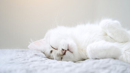Cute white cat lying in bed. Fluffy pet comfortably settled to sleep   