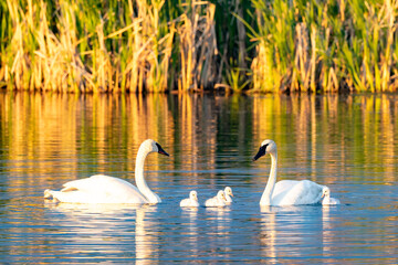 swans on the lake