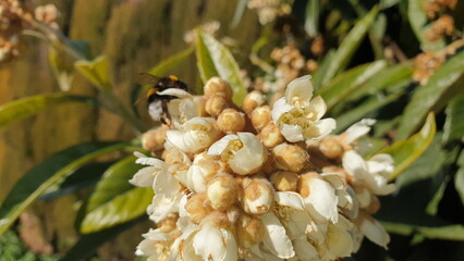 Bee pollinating the first flowers of the loquat tree and collecting nectar to make honey. 
