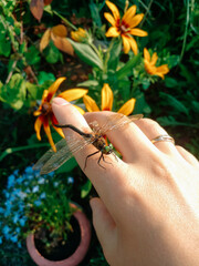 hand holding a spider