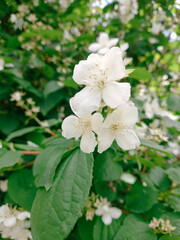 apple tree blossom