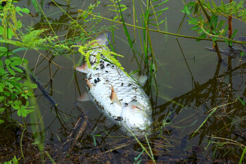 dead fish floating near the shore of the reservoir