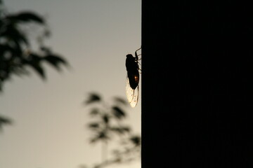 木にとまっている蝉の羽根に夕日の光が透けた写真素材