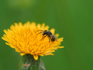 MACRO BUMBLEBEE ON YELLOW FLOWER