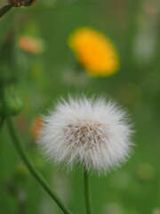 DANDELION WITH GREEN AND YELLOW BACKGROUND