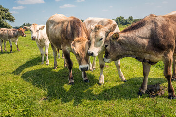 Three young cows with their heads together. The photo was taken on a sunny summer day in the Dutch province of North Brabant