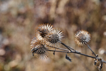 dried greater burdock (Arctium lappa) in a meadow