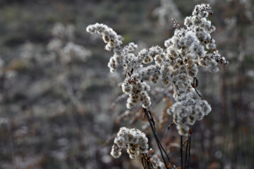 Dried fluffy plant in a meadow 