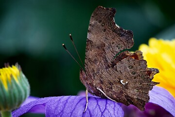 butterfly on a flower