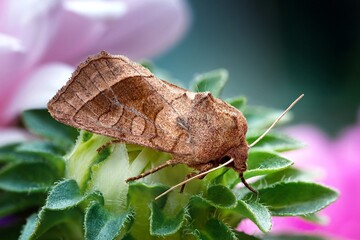moth macro photo