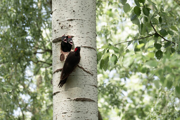 A black woodpecker suckling two cubs perched in a hollow